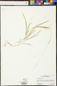 Panicum malacon image