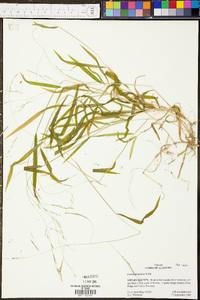 Panicum malacon image