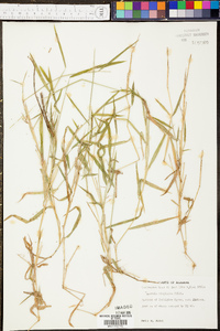 Panicum malacon image