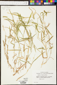 Panicum malacon image