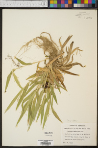 Panicum laxiflorum image