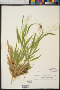 Panicum laxiflorum image
