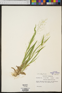 Panicum laxiflorum image