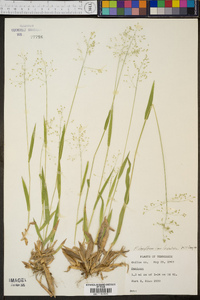 Panicum laxiflorum image