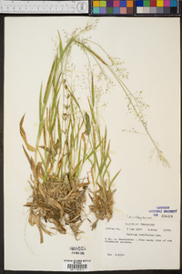 Panicum laxiflorum image