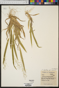 Panicum laxiflorum image