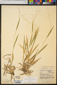 Panicum laxiflorum image