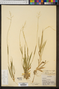 Panicum laxiflorum image