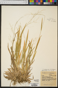 Panicum laxiflorum image