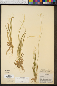 Panicum laxiflorum image