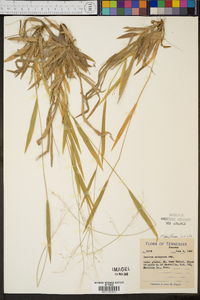 Panicum laxiflorum image