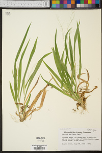 Panicum laxiflorum image