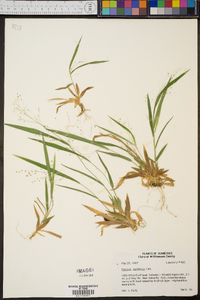 Panicum laxiflorum image