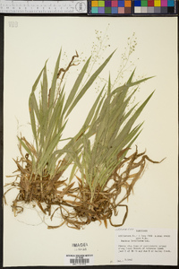 Panicum laxiflorum image