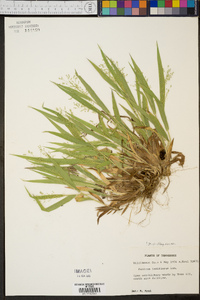 Panicum laxiflorum image