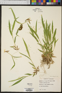 Panicum laxiflorum image