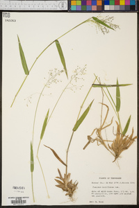 Panicum laxiflorum image