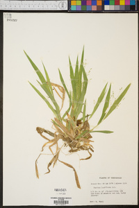 Panicum laxiflorum image