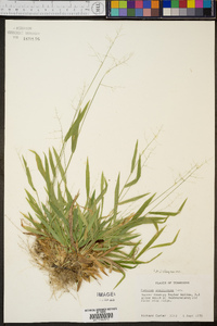 Panicum laxiflorum image