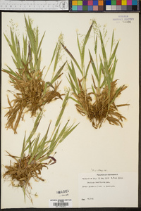 Panicum laxiflorum image