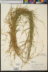 Muhlenbergia schreberi image