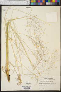 Muhlenbergia expansa image