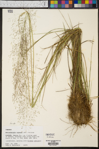 Muhlenbergia expansa image