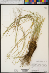 Muhlenbergia expansa image