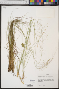 Muhlenbergia expansa image