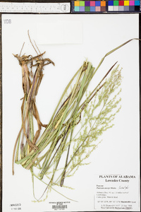 Panicum albomarginatum image