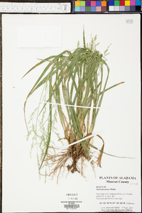 Panicum albomarginatum image