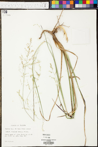 Panicum albomarginatum image