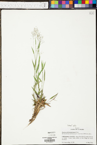 Panicum albomarginatum image