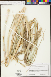 Panicum ravenelii image