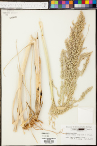 Panicum amarulum image