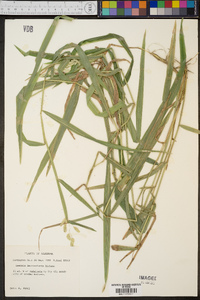 Leersia lenticularis image