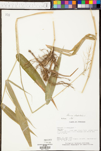 Panicum clandestinum image