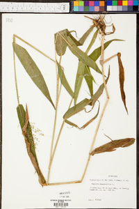 Panicum clandestinum image