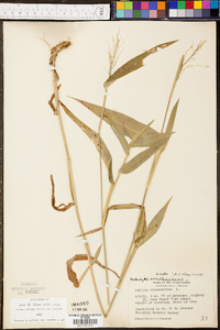 Panicum clandestinum image