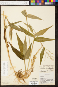 Panicum clandestinum image