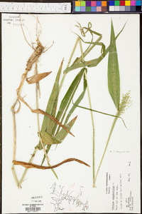 Panicum clandestinum image