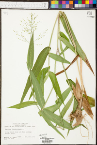 Panicum clandestinum image