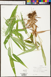 Panicum clandestinum image