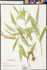 Panicum clandestinum image