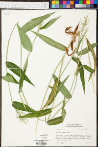 Panicum clandestinum image