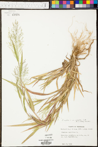 Panicum clandestinum image