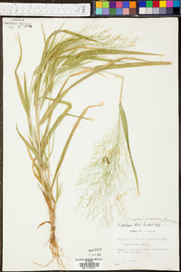 Panicum clandestinum image