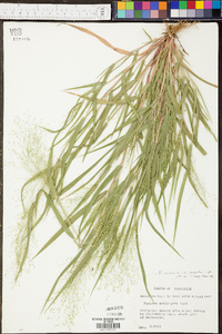 Panicum clandestinum image