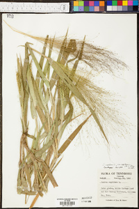 Panicum clandestinum image