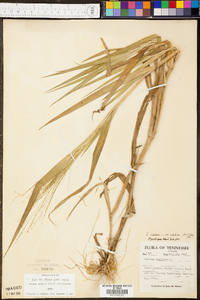 Panicum clandestinum image